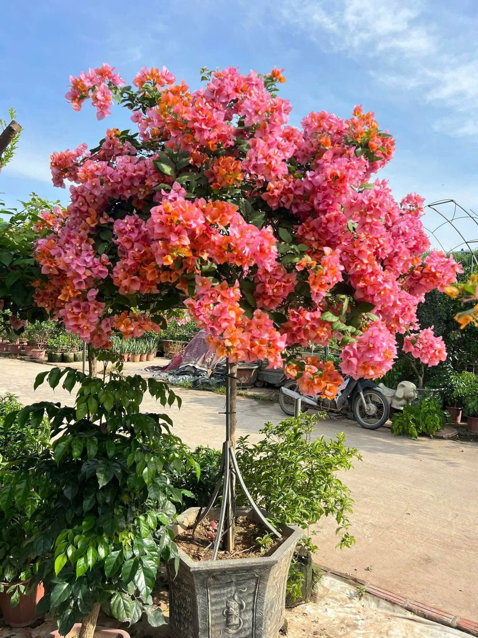 Bán Nhà Phố Tạ Quang Bửu - Lô góc Trung Tâm Hai Bà Trưng. 50m2 - 6T thang máy - giá chỉ 2x tỷ - Ảnh 4